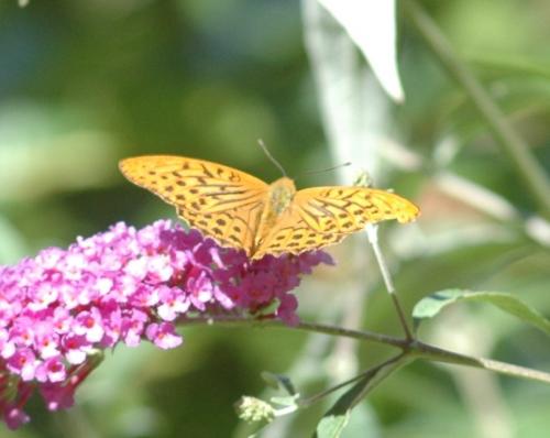Réf. 265 676 : Argynnis paphia